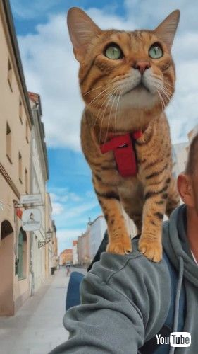 「This Cyclist has a Feline Co-Pilot || ViralHog」