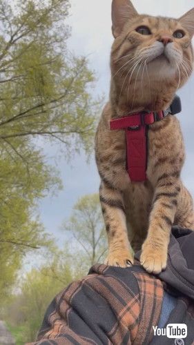 「This Cyclist has a Feline Co-Pilot || ViralHog」