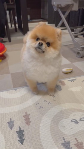 ミサイルちゃん