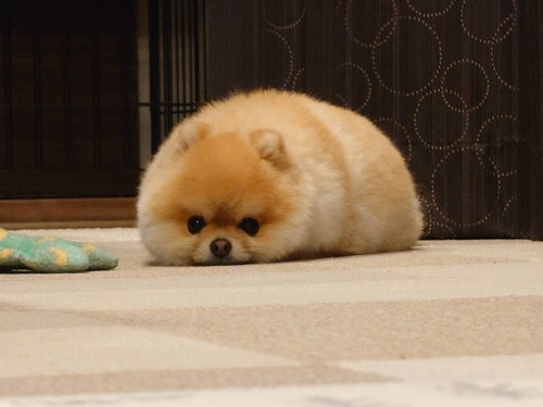 ミサイルちゃん