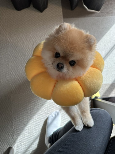 見逃さないミサイル