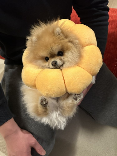 ポメラニアンの肉球