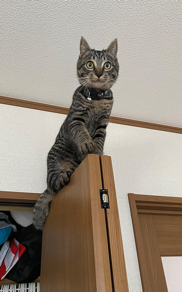 降りられないくせに登る猫