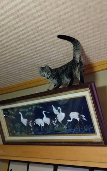高いところが大好きな猫