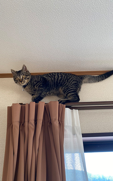 高いところが大好きな猫