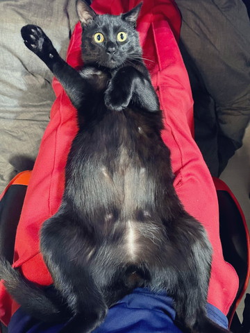 ヘソ天びっくり顔猫