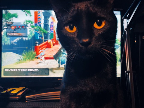 アップの猫後ろにテレビゲーム