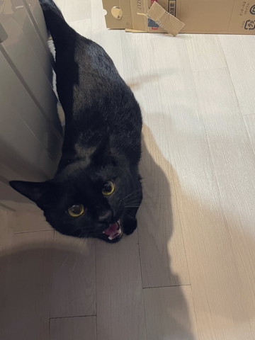 歩きながら鳴いてる猫上から