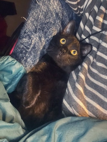 布団かけられてる猫