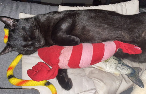 おもちゃと寝る猫