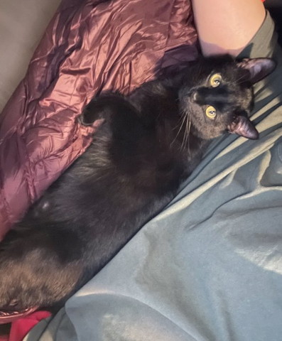 飼い主さんの腕枕猫