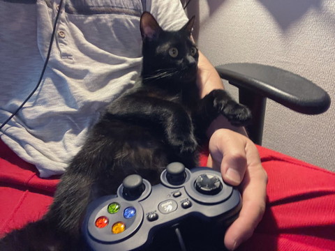ゲームする飼い主と黒猫