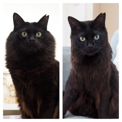 モフモフの黒猫をヘアセットした結果？ ビフォーアフターが