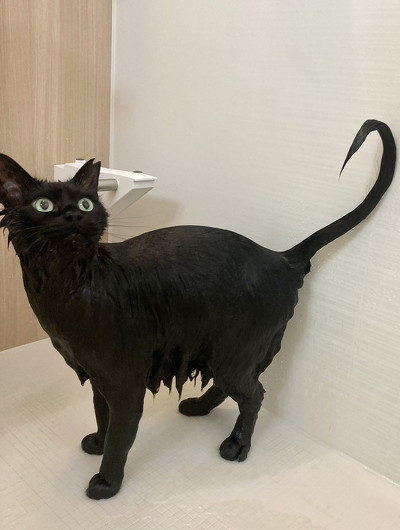 モフモフの黒猫をヘアセットした結果？ ビフォーアフターが