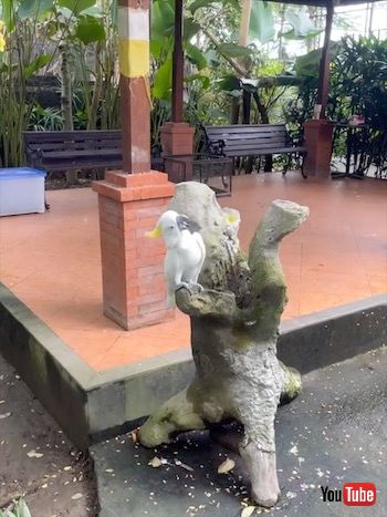 蝶に遊ばれるオウム