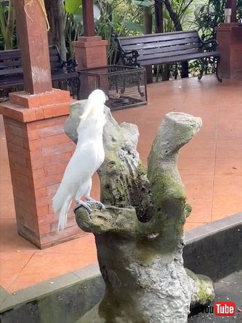 蝶に遊ばれるオウム