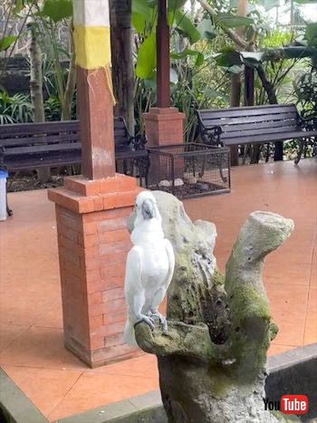 蝶に遊ばれるオウム