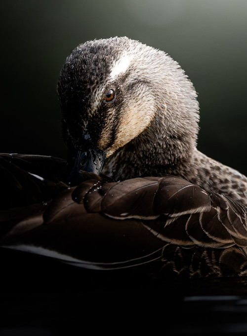 NIKKOR Z 600mm f/4 TC VR Sで撮影したカモ2枚目