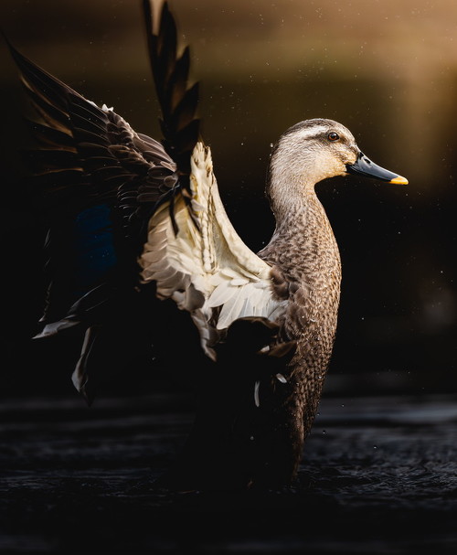 NIKKOR Z 600mm f/4 TC VR Sで撮影した飛び立つカモ