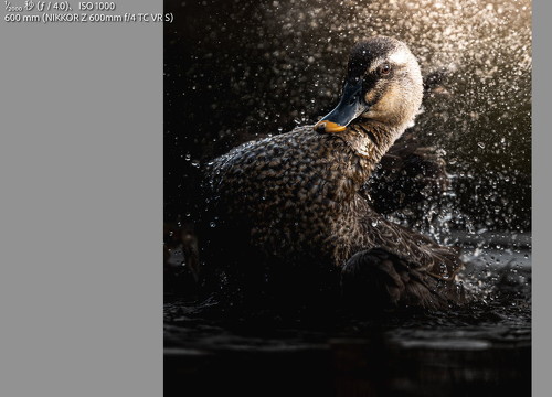 NIKKOR Z 600mm f/4 TC VR Sで撮影したカモ1枚目