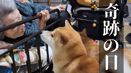 ひいばあちゃんと柴犬