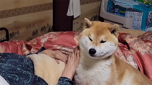 なでてくれるひいばあちゃん