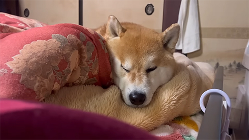 こむぎくん顔アップ