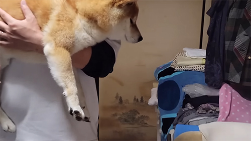 ごあいさつするこむぎくん