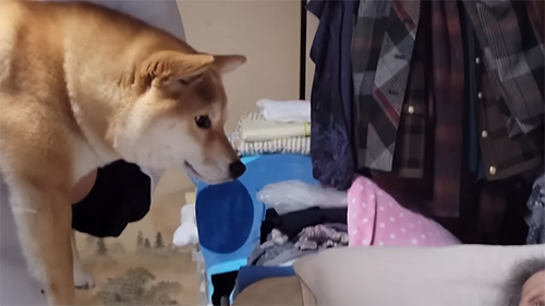 ごあいさつするわらびちゃん