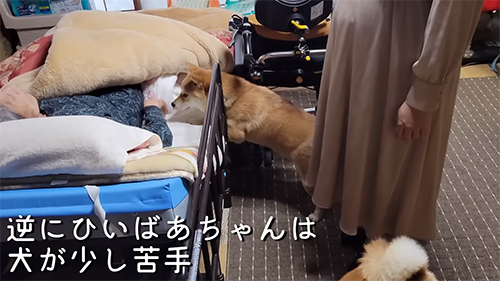ひいばあちゃんは犬が少し苦手