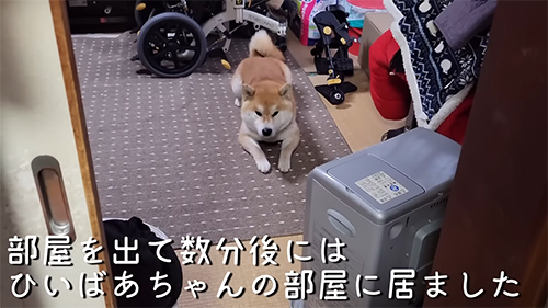 部屋に戻っていたこむぎくん