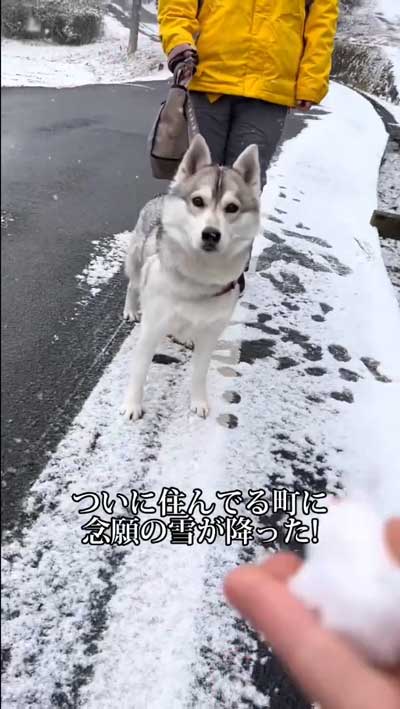 シベリアンハスキー 念願 犬ぞり 予想外 現実 相乗り