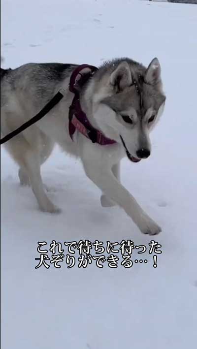シベリアンハスキー 念願 犬ぞり 予想外 現実 相乗り