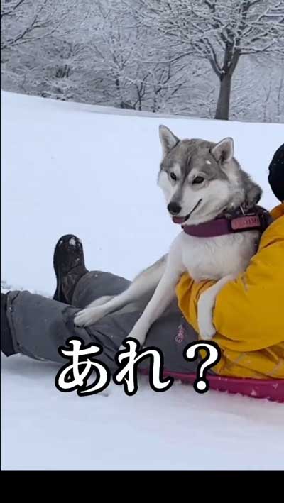 シベリアンハスキー 念願 犬ぞり 予想外 現実 相乗り