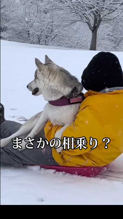 シベリアンハスキー 念願 犬ぞり 予想外 現実 相乗り