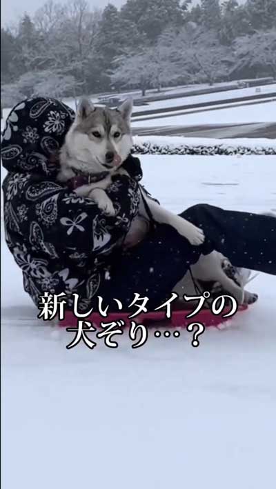 シベリアンハスキー 念願 犬ぞり 予想外 現実 相乗り