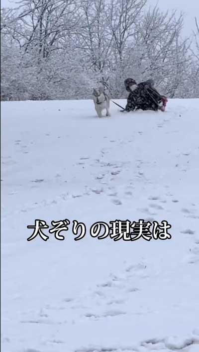 シベリアンハスキー 念願 犬ぞり 予想外 現実 相乗り