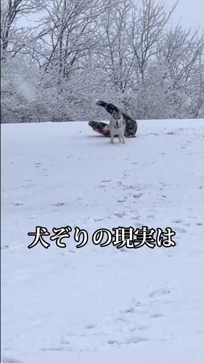 シベリアンハスキー 念願 犬ぞり 予想外 現実 相乗り