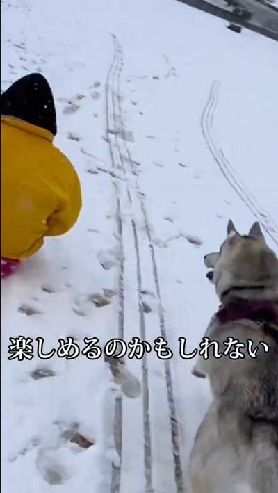 シベリアンハスキー 念願 犬ぞり 予想外 現実 相乗り