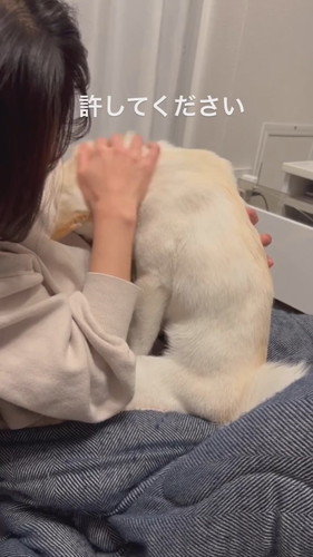 なでられたい小春ちゃん