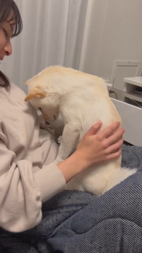 なでられたい小春ちゃん