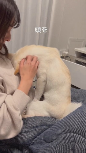 なでられたい小春ちゃん