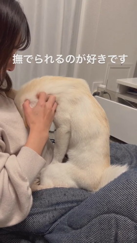 なでられたい小春ちゃん