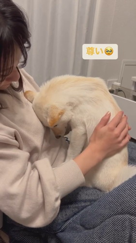 なでられたい小春ちゃん