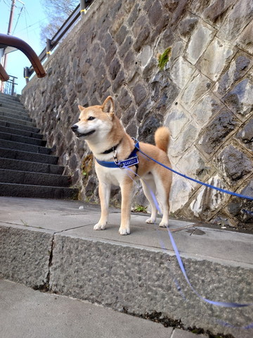 遠くを見つめるワンコ