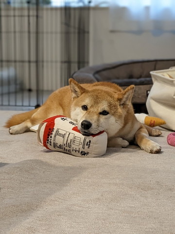 牛乳のおもちゃ噛んでるワンコ