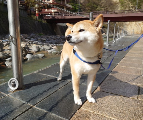 川の近くにいるワンコ