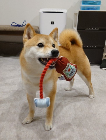 おもちゃくわえてるワンコ