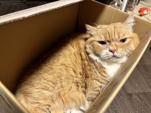 寝るマンチカンたち