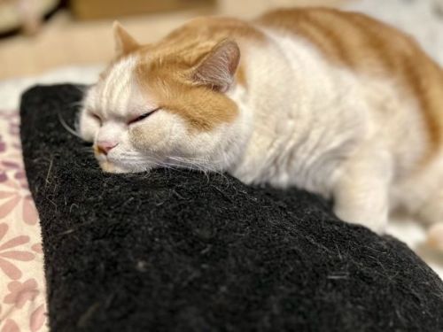 寝るマンチカンたち